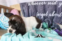 Moana, a female Basset Hound for sale in Show Low, AZ – 6 of 10