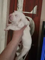 Lucky Flickerman lace ears& blue eyes, a male Basset Hound for sale in Show Low, AZ – 7 of 10