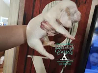 Flurry, a female Basset Hound for sale in Show Low, AZ – 7 of 8