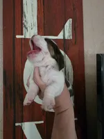 Lucy Gray, a female Basset Hound for sale in Show Low, AZ – 7 of 9