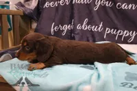 Penny, a female Miniature Dachshund for sale in Mesa, AZ – 8 of 10