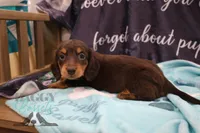 Penny, a female Miniature Dachshund for sale in Mesa, AZ – 4 of 10