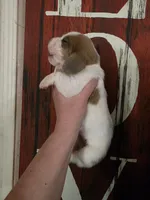 Volumia, a female Basset Hound for sale in Show Low, AZ – 6 of 8