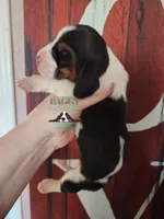 Sina, a female Basset Hound for sale in Mesa, AZ – 6 of 8