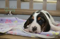 Primrose, a female Basset Hound for sale in Mesa, AZ – Photo 8 of 10