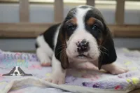 Primrose, a female Basset Hound for sale in Mesa, AZ – Photo 1 of 10