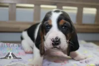 Primrose, a female Basset Hound for sale in Mesa, AZ – Photo 4 of 10