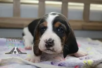 Primrose, a female Basset Hound for sale in Mesa, AZ – Photo 6 of 10