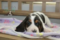 Primrose, a female Basset Hound for sale in Mesa, AZ – Photo 5 of 10