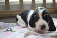 Primrose, a female Basset Hound for sale in Mesa, AZ – Photo 10 of 10