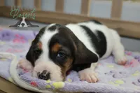Primrose, a female Basset Hound for sale in Mesa, AZ – Photo 9 of 10