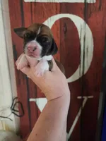 Dawn, a female Basset Hound for sale in Show Low, AZ – 3 of 5