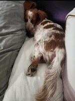 Ginny, a female Miniature Dachshund for sale in Show Low, AZ – 3 of 7