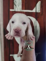 Shining Armor , a male Basset Hound for sale in Show Low, AZ – 5 of 10