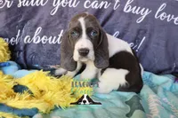 Maui, a male Basset Hound for sale in Mesa, AZ – 4 of 10