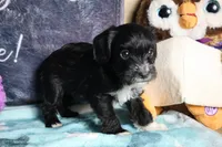 Daisy, a female Miniature Schnauzer and Cavalier King Charles Spaniel for sale in Show Low, AZ – 8 of 10