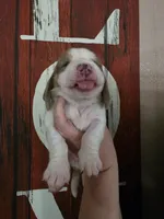 Volumia, a female Basset Hound for sale in Show Low, AZ – 3 of 8