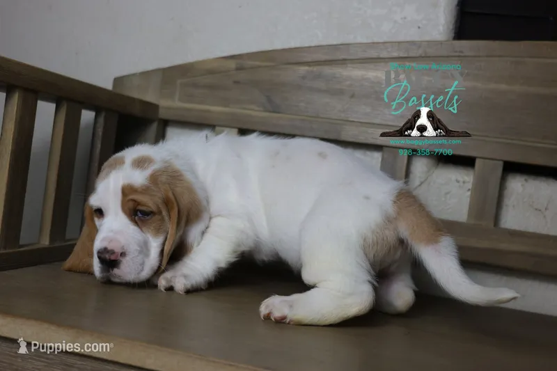 Spike – Basset Hound puppy for sale in Show Low, AZ