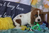 Tahiti, a female Basset Hound for sale in Mesa, AZ – 8 of 10