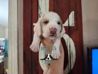 Discord, a male Basset Hound for sale in Show Low, AZ – 6 of 9