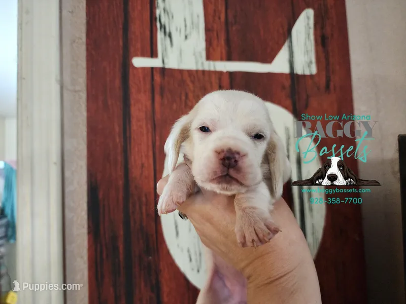Flurry – Basset Hound puppy for sale in Show Low, AZ
