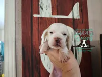 Flurry, a female Basset Hound for sale in Show Low, AZ – 1 of 8
