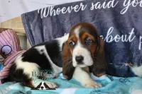 Sina, a female Basset Hound for sale in Mesa, AZ – 4 of 10