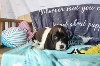 Moana, a female Basset Hound for sale in Show Low, AZ – 3 of 10