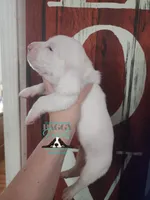 Shining Armor , a male Basset Hound for sale in Show Low, AZ – 9 of 10