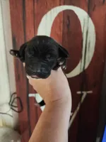 Valor, a male Basset Hound for sale in Show Low, AZ – 4 of 5