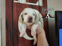 Twilight, a female Basset Hound for sale in Show Low, AZ – 9 of 10