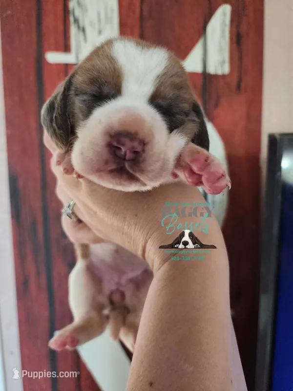 Pua – Basset Hound puppy for sale in Mesa, AZ