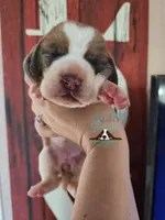 Pua, a female Basset Hound for sale in Mesa, AZ – 1 of 8