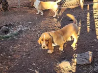 Nala, a female Basset Hound for sale in Mesa, AZ – 9 of 10