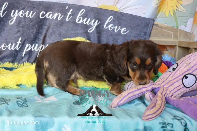 Curious George  – Miniature Dachshund puppy for sale in Mesa, AZ