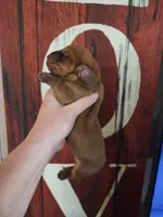 Honor, a female Basset Hound for sale in Show Low, AZ – 5 of 6