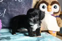 Daisy, a female Miniature Schnauzer and Cavalier King Charles Spaniel for sale in Show Low, AZ – 5 of 10