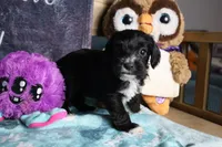 Duke, a male Miniature Schnauzer and Cavalier King Charles Spaniel for sale in Show Low, AZ – 3 of 5