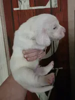 Casca Highbottom lace ears & blue eyes, a male Basset Hound for sale in Show Low, AZ – 10 of 10