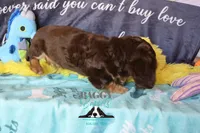 Curious George , a male Miniature Dachshund for sale in Mesa, AZ – 4 of 10