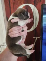 Freedom, a male Basset Hound for sale in Show Low, AZ – 4 of 7