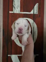 Sejanus lace ear & blue eyes, a male Basset Hound for sale in Show Low, AZ – 3 of 10