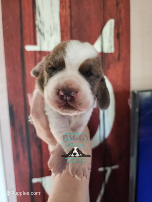 HeiHei – Basset Hound puppy for sale in Mesa, AZ