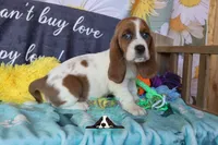 Tahiti, a female Basset Hound for sale in Mesa, AZ – 2 of 10