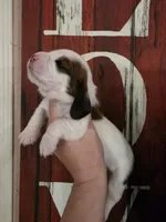 Tigress, a female Basset Hound for sale in Show Low, AZ – 2 of 8