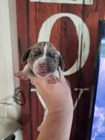 Freedom, a male Basset Hound for sale in Show Low, AZ – 2 of 7