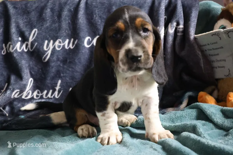 Liberty – Basset Hound puppy for sale in Show Low, AZ