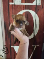 Honor, a female Basset Hound for sale in Show Low, AZ – 2 of 6