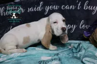 Celestia blue eyes & lace ear, a female Basset Hound for sale in Show Low, AZ – 9 of 10