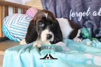 Moana, a female Basset Hound for sale in Show Low, AZ – 9 of 10